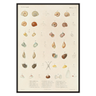 Illustration of sea shells from Voyage autour du monde by Louis-Isidore Duperrey Poster showcasing various sea shells from Voyage autour du monde Pl.058 Sea Shells by Louis-Isidore Duperrey