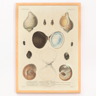 Sea shell illustrations by Louis-Isidore Duperrey from Voyage autour du monde Pl.056 Poster illustrating various sea shells from Voyage autour du monde Pl.056 - Sea Shells by Louis-Isidore Duperrey.