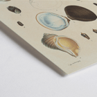 Sea shell illustrations by Louis-Isidore Duperrey from Voyage autour du monde Pl.056 Poster illustrating various sea shells from Voyage autour du monde Pl.056 - Sea Shells by Louis-Isidore Duperrey.
