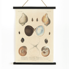 Sea shell illustrations by Louis-Isidore Duperrey from Voyage autour du monde Pl.056 Poster illustrating various sea shells from Voyage autour du monde Pl.056 - Sea Shells by Louis-Isidore Duperrey.