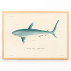 Illustration of a shark by Louis-Isidore Duperrey from Voyage autour du monde Pl.008 Poster of a shark illustration by Louis-Isidore Duperrey titled Voyage autour du monde Pl.008.