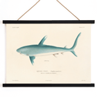 Illustration of a shark by Louis-Isidore Duperrey from Voyage autour du monde Pl.008 Poster of a shark illustration by Louis-Isidore Duperrey titled Voyage autour du monde Pl.008.