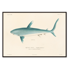 Illustration of a shark by Louis-Isidore Duperrey from Voyage autour du monde Pl.008 Poster of a shark illustration by Louis-Isidore Duperrey titled Voyage autour du monde Pl.008.