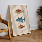 Illustration of three vibrant fish by Louis-Isidore Duperrey titled Voyage autour du monde Pl.017 Poster depicting three colorful fish illustrations from Voyage autour du monde Pl.017 by Louis-Isidore Duperrey.