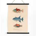 Illustration of three vibrant fish by Louis-Isidore Duperrey titled Voyage autour du monde Pl.017 Poster depicting three colorful fish illustrations from Voyage autour du monde Pl.017 by Louis-Isidore Duperrey.