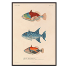 Illustration of three vibrant fish by Louis-Isidore Duperrey titled Voyage autour du monde Pl.017 Poster depicting three colorful fish illustrations from Voyage autour du monde Pl.017 by Louis-Isidore Duperrey.