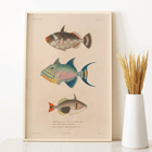 Colorful fish illustrations by Louis-Isidore Duperrey from Voyage autour du monde Pl.016 Poster of colorful fish illustrations from Voyage autour du monde Pl.016 by Louis-Isidore Duperrey