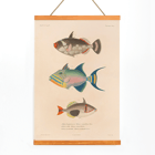 Colorful fish illustrations by Louis-Isidore Duperrey from Voyage autour du monde Pl.016 Poster of colorful fish illustrations from Voyage autour du monde Pl.016 by Louis-Isidore Duperrey