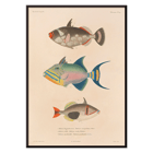Colorful fish illustrations by Louis-Isidore Duperrey from Voyage autour du monde Pl.016 Poster of colorful fish illustrations from Voyage autour du monde Pl.016 by Louis-Isidore Duperrey