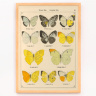 Illustration of exotic butterflies by Otto Staudinger titled Exotic Butterflies Pl.021 Poster depicting various species of butterflies titled Exotic butterflies Pl021 by Otto Staudinger in detailed colorful illustrations.