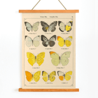 Illustration of exotic butterflies by Otto Staudinger titled Exotic Butterflies Pl.021 Poster depicting various species of butterflies titled Exotic butterflies Pl021 by Otto Staudinger in detailed colorful illustrations.