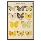 Illustration of exotic butterflies by Otto Staudinger titled Exotic Butterflies Pl.021 Poster depicting various species of butterflies titled Exotic butterflies Pl021 by Otto Staudinger in detailed colorful illustrations.