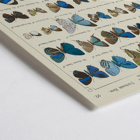 Colorful butterfly illustration Exotic butterflies Pl.097 by Otto Staudinger Poster showing various species of butterflies in vibrant colors from the artwork Exotic butterflies Pl.097 by Otto Staudinger.