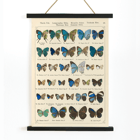 Colorful butterfly illustration Exotic butterflies Pl.097 by Otto Staudinger Poster showing various species of butterflies in vibrant colors from the artwork Exotic butterflies Pl.097 by Otto Staudinger.