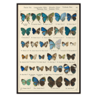 Colorful butterfly illustration Exotic butterflies Pl.097 by Otto Staudinger Poster showing various species of butterflies in vibrant colors from the artwork Exotic butterflies Pl.097 by Otto Staudinger.
