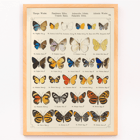 Colorful exotic butterflies illustrated by Otto Staudinger in Exotic butterflies Pl.093 Poster of various butterfly species in intricate detail titled Exotic butterflies Pl.093 by Otto Staudinger artist.