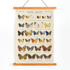 Colorful exotic butterflies illustrated by Otto Staudinger in Exotic butterflies Pl.093 Poster of various butterfly species in intricate detail titled Exotic butterflies Pl.093 by Otto Staudinger artist.