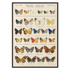 Colorful exotic butterflies illustrated by Otto Staudinger in Exotic butterflies Pl.093 Poster of various butterfly species in intricate detail titled Exotic butterflies Pl.093 by Otto Staudinger artist.