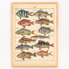Colorful fish illustrations from General Natural History for All Classes PI.048 by Lorenz Oken Poster of various colorful fish illustrations by Lorenz Oken titled General Natural History for All Classes PI.048.