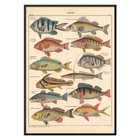 Colorful fish illustrations from General Natural History for All Classes PI.048 by Lorenz Oken Poster of various colorful fish illustrations by Lorenz Oken titled General Natural History for All Classes PI.048.
