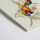 Splendid Grass-Parakeet Euphema Splendida artwork depicting colorful birds on branches Poster of three vibrant grass-parakeets perched on foliage titled Splendid Grass-Parakeet by Euphema Splendida