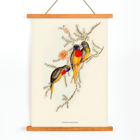 Splendid Grass-Parakeet Euphema Splendida artwork depicting colorful birds on branches Poster of three vibrant grass-parakeets perched on foliage titled Splendid Grass-Parakeet by Euphema Splendida