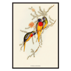 Splendid Grass-Parakeet Euphema Splendida artwork depicting colorful birds on branches Poster of three vibrant grass-parakeets perched on foliage titled Splendid Grass-Parakeet by Euphema Splendida