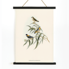 Illustration of Yellow-rumped Pardalote Pardalotus Xanthopygius on eucalyptus branches artwork. Poster of Yellow-rumped Pardalote Pardalotus Xanthopygius featuring three colorful birds perched on leafy branches.