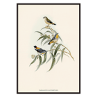 Illustration of Yellow-rumped Pardalote Pardalotus Xanthopygius on eucalyptus branches artwork. Poster of Yellow-rumped Pardalote Pardalotus Xanthopygius featuring three colorful birds perched on leafy branches.
