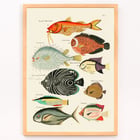 Surreale Illustrationen von Fischen Surreale Illustrationen von Fischen