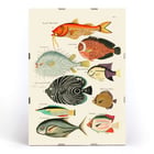 Surreale Illustrationen von Fischen Surreale Illustrationen von Fischen