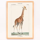 Una giraffa Una giraffa