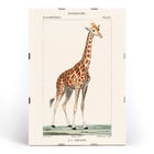Una giraffa Una giraffa