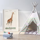 Una giraffa Una giraffa