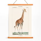 Una giraffa Una giraffa