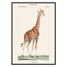 Una giraffa Una giraffa