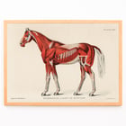 Equine muscular system Equine muscular system