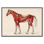 Equine muscular system Equine muscular system