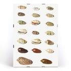 Vingt coquillages tropicaux Vingt coquillages tropicaux