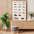 Vingt coquillages tropicaux Vingt coquillages tropicaux