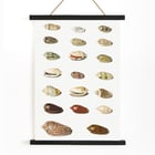 Vingt coquillages tropicaux Vingt coquillages tropicaux