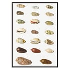 Vingt coquillages tropicaux Vingt coquillages tropicaux