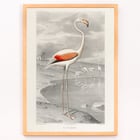Der Flamingo Der Flamingo