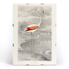Der Flamingo Der Flamingo