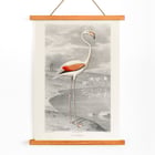 Der Flamingo Der Flamingo