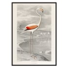 Der Flamingo Der Flamingo