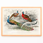 Peacock and Pheasants Peacock and Pheasants