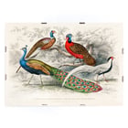 Peacock and Pheasants Peacock and Pheasants