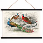 Peacock and Pheasants Peacock and Pheasants