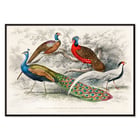Peacock and Pheasants Peacock and Pheasants